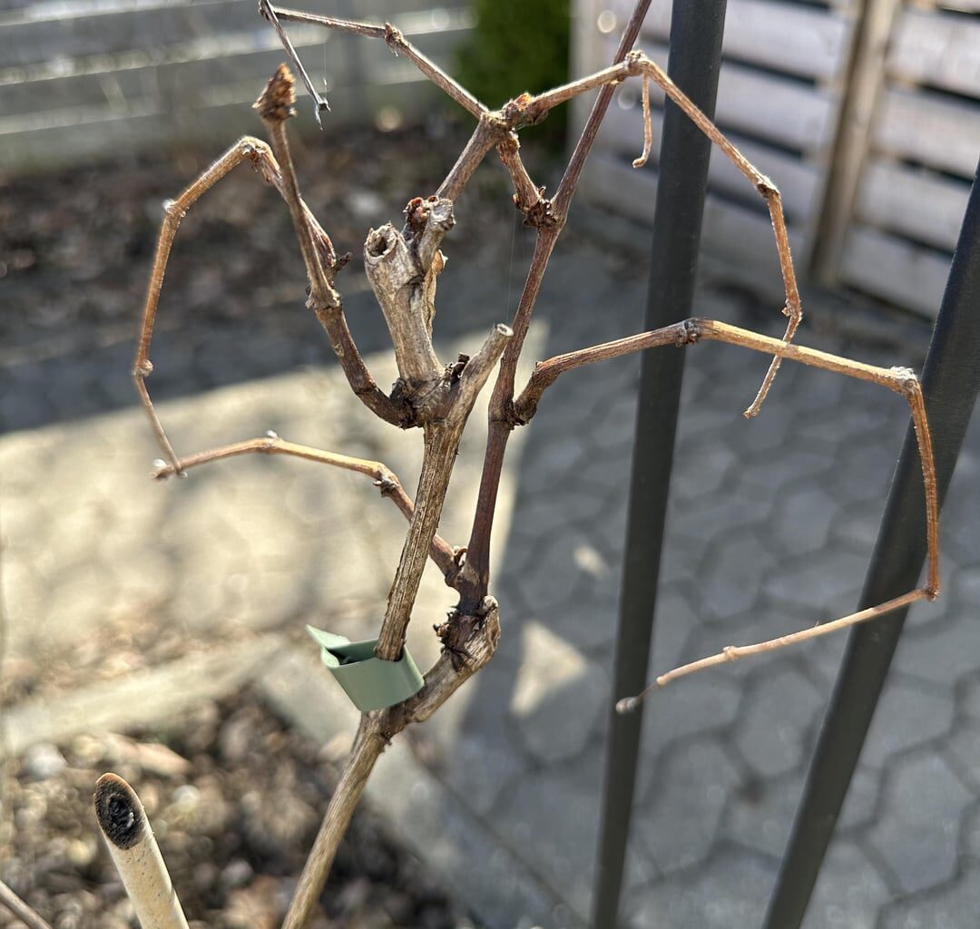 Hat mein Wein den Winter nicht überlebt?