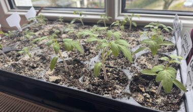 Erstes Mal Tomaten anziehen
