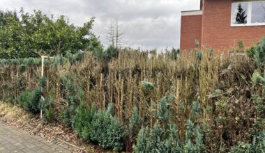 Thuja Hecke retten