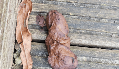Was kackt in meinen Garten?
