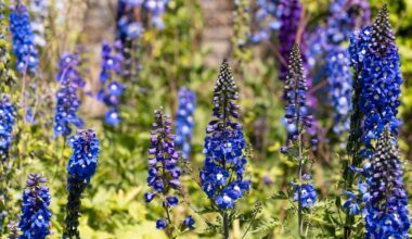 Five plants King Charles grows in his garden at Highgrove