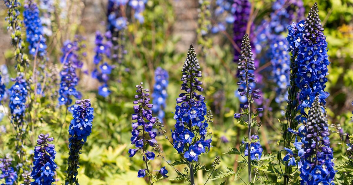Five plants King Charles grows in his garden at Highgrove