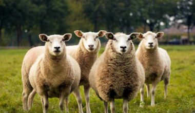 Foot and Mouth Disease means animal imports from Slovakia and Hungary banned