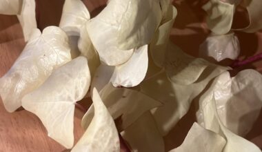Seltsamer weißer Efeu – Mutation oder stabiler Phänotyp?
