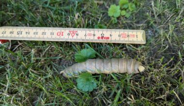 Raupe Totenkopfschwärmer