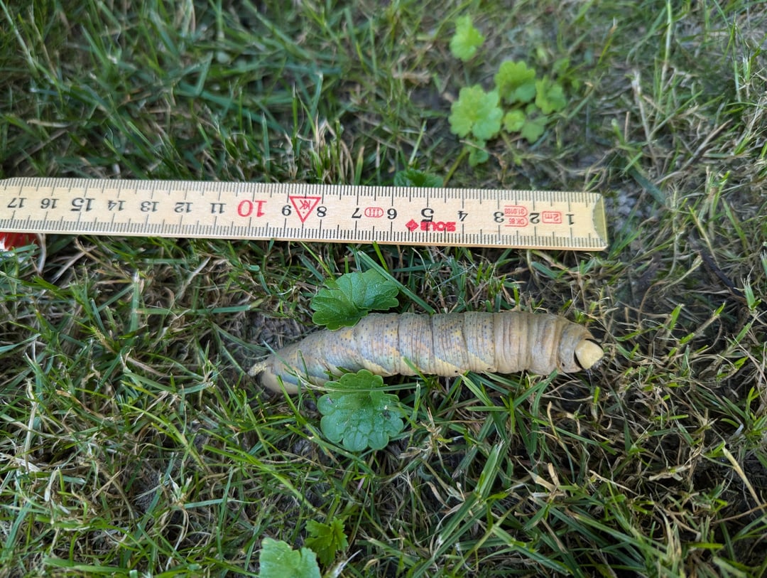 Raupe Totenkopfschwärmer