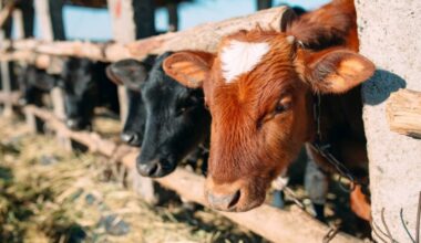 The UK government said farmers must be "absolutely rigorous" about their biosecurity