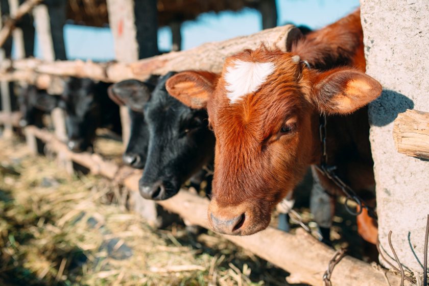 The UK government said farmers must be "absolutely rigorous" about their biosecurity