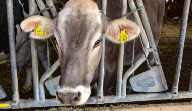 Farmers, artificial intelligence have key roles