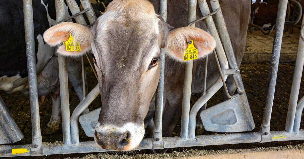 Farmers, artificial intelligence have key roles
