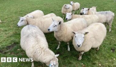 Manx government bans Hungary and Slovakia imports