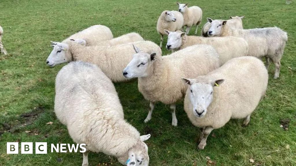 Manx government bans Hungary and Slovakia imports