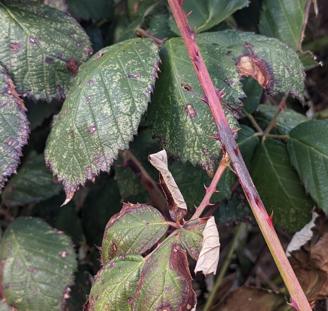 Was hat die Brombeere?