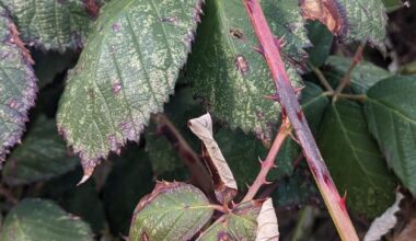 Was hat die Brombeere?