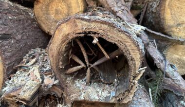 Äste von innen schon mal jemand gesehen?