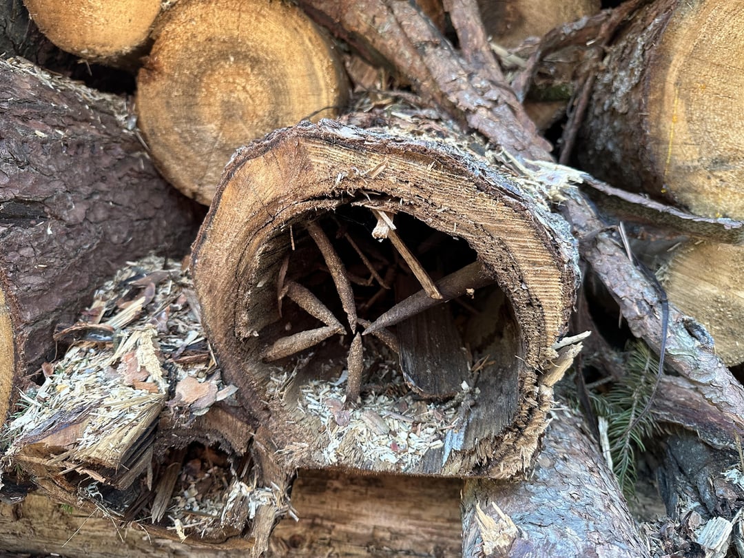 Äste von innen schon mal jemand gesehen?