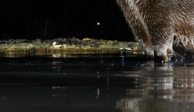 Otter, River Dee, Dumfries and Galloway 🏴󠁧󠁢󠁳󠁣󠁴󠁿