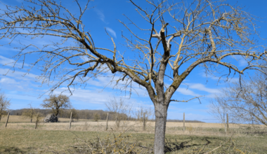 Apfelbaum nach 10 Jahren zurück geschnitten. War das zu viel?