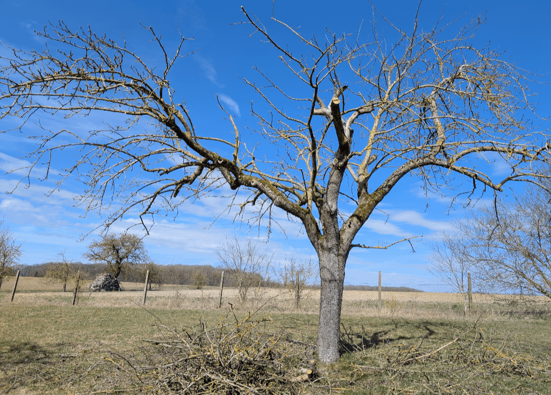 Apfelbaum nach 10 Jahren zurück geschnitten. War das zu viel?