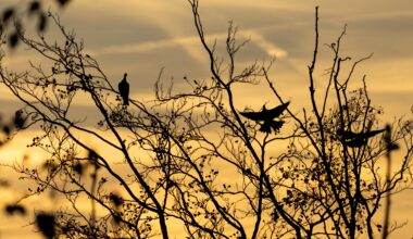 Tauben im Sonnenaufgang