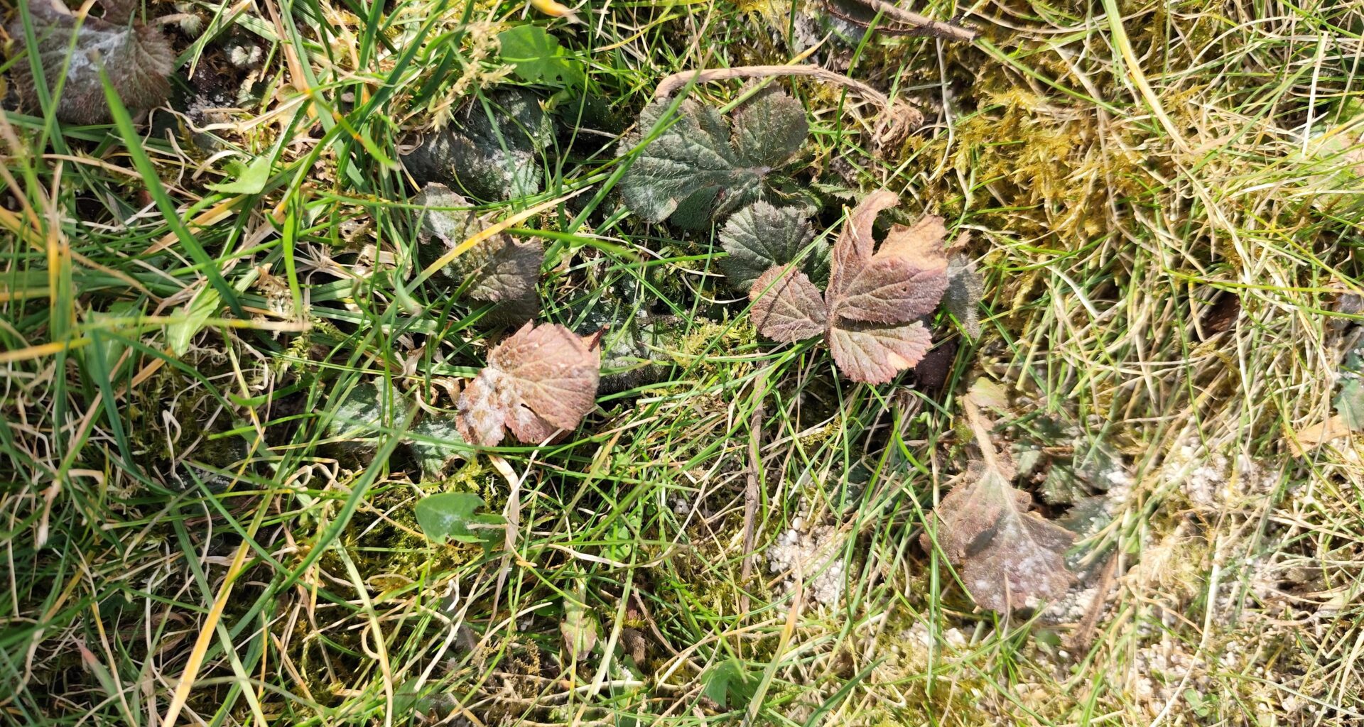 Welches Unkraut ist im Gras