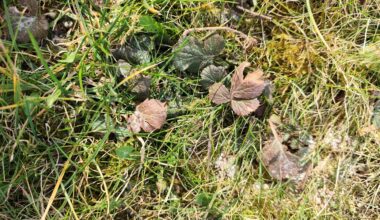 Welches Unkraut ist im Gras