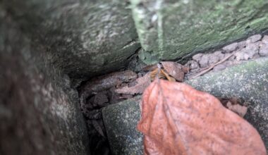 Molche im Kellerabgang