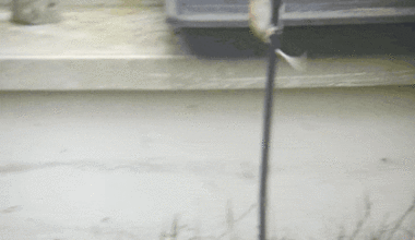 Kletterkünstler im Garten