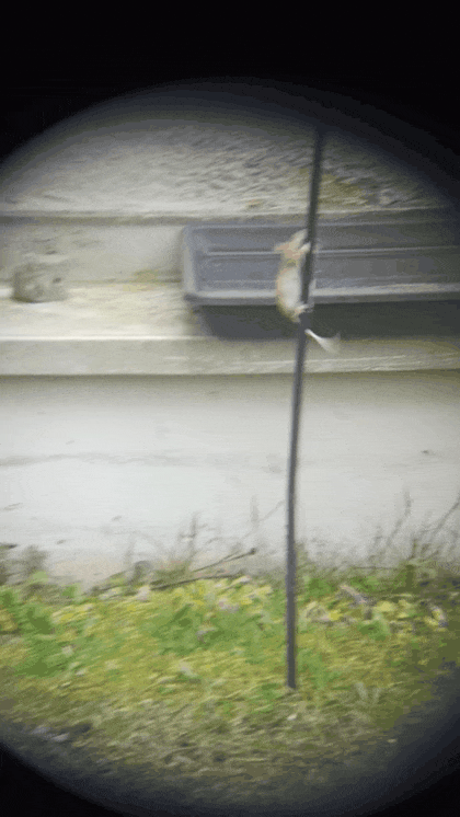 Kletterkünstler im Garten