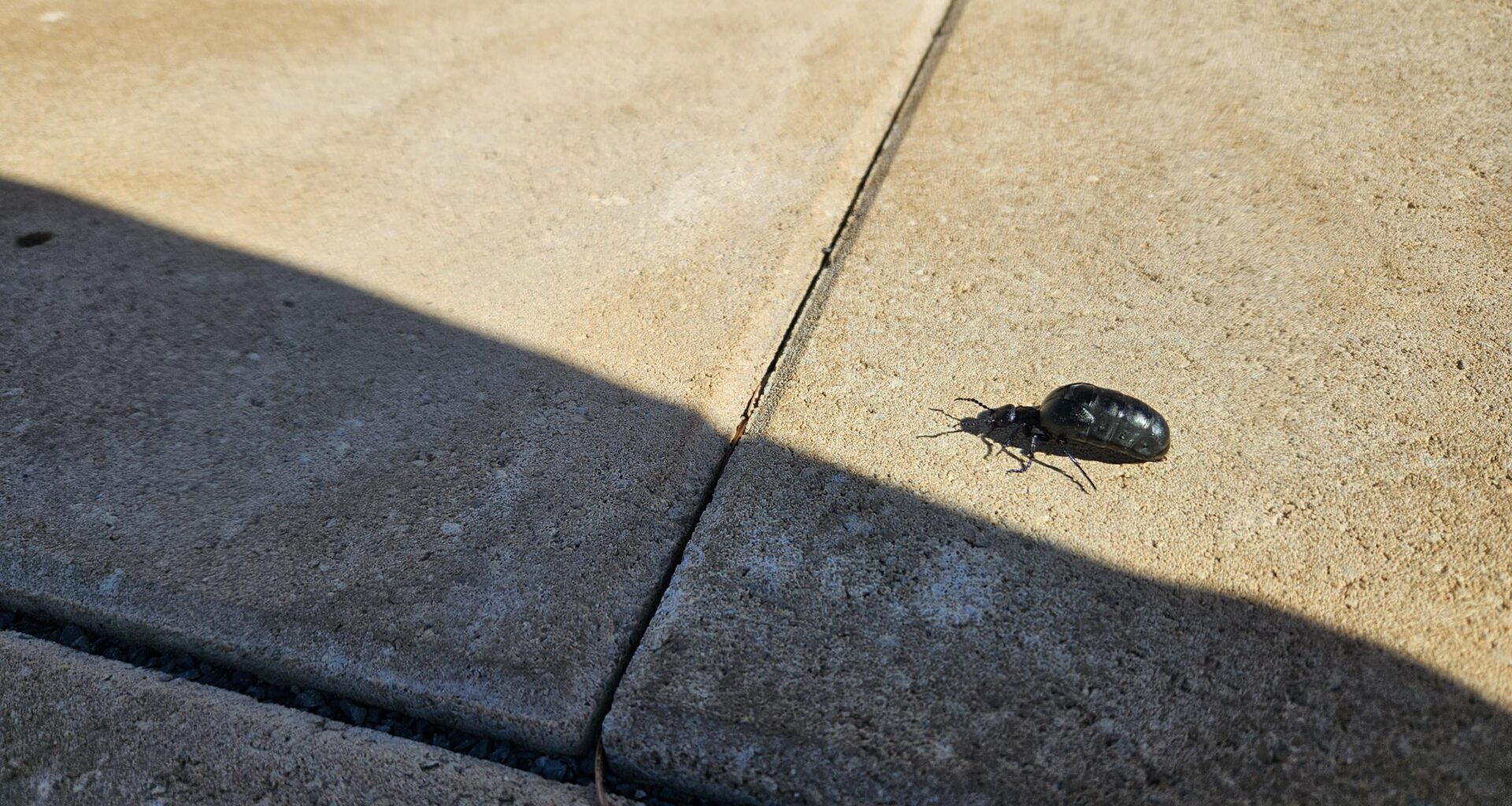 Umgang mit Ölkäfern im Garten