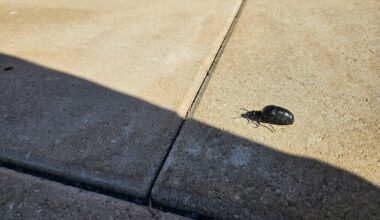 Umgang mit Ölkäfern im Garten