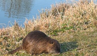 Nasser Freund gesichtet