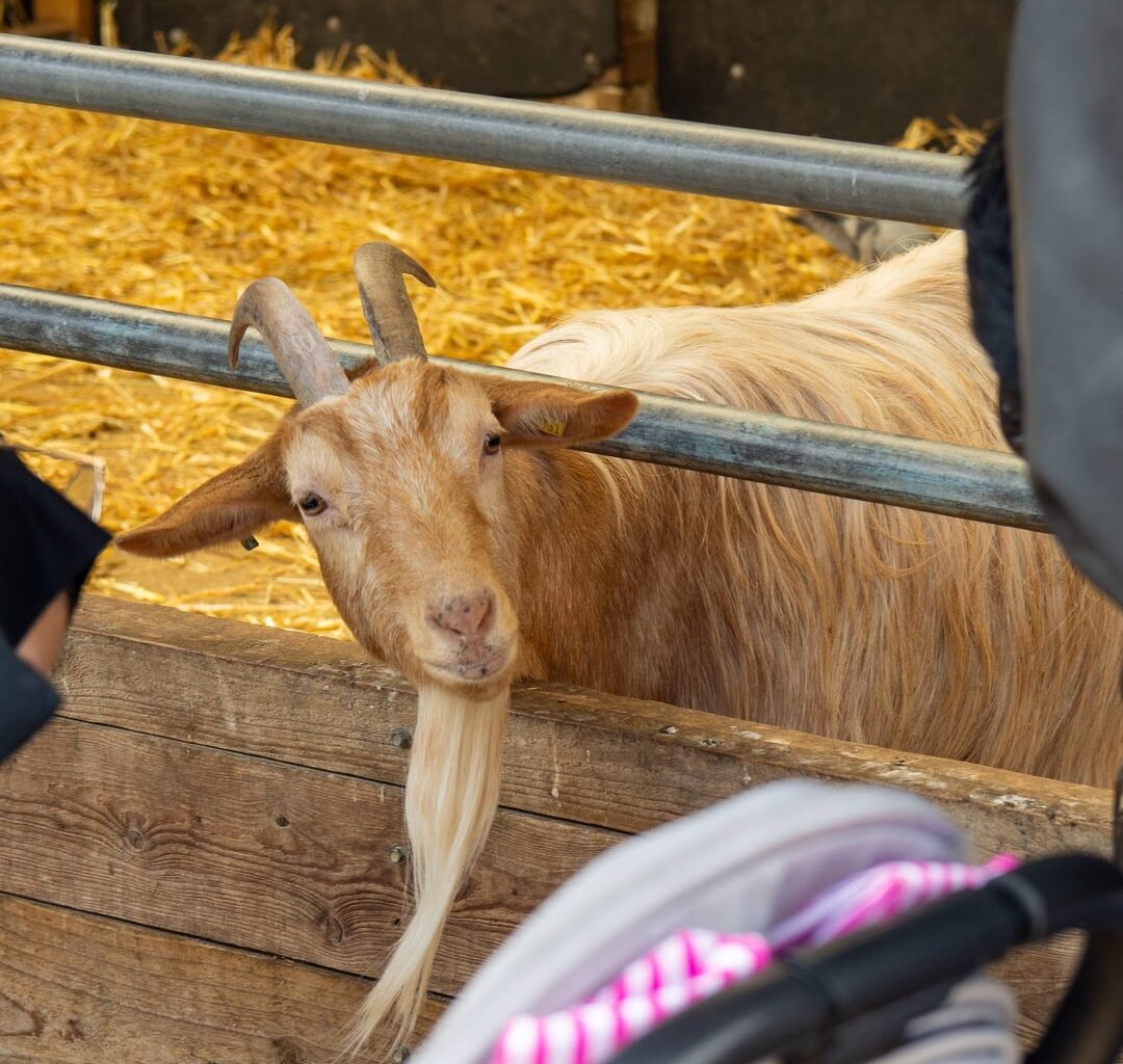 I went to Mudchute farm yesterday and was taken aback