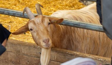 I went to Mudchute farm yesterday and was taken aback
