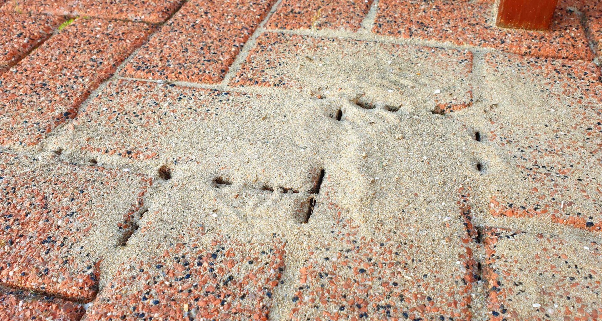 Terrasse mit Ziegelsteinen Pflastern - aber wie Ameisen loswerden und vorbeugen?