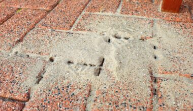 Terrasse mit Ziegelsteinen Pflastern - aber wie Ameisen loswerden und vorbeugen?