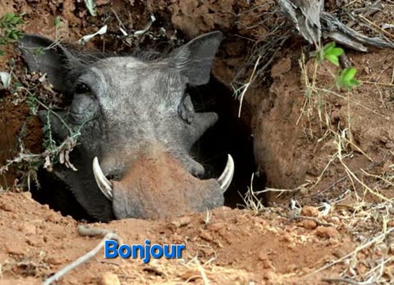 Moimoi représentant un phacochère imitant un ours polaire