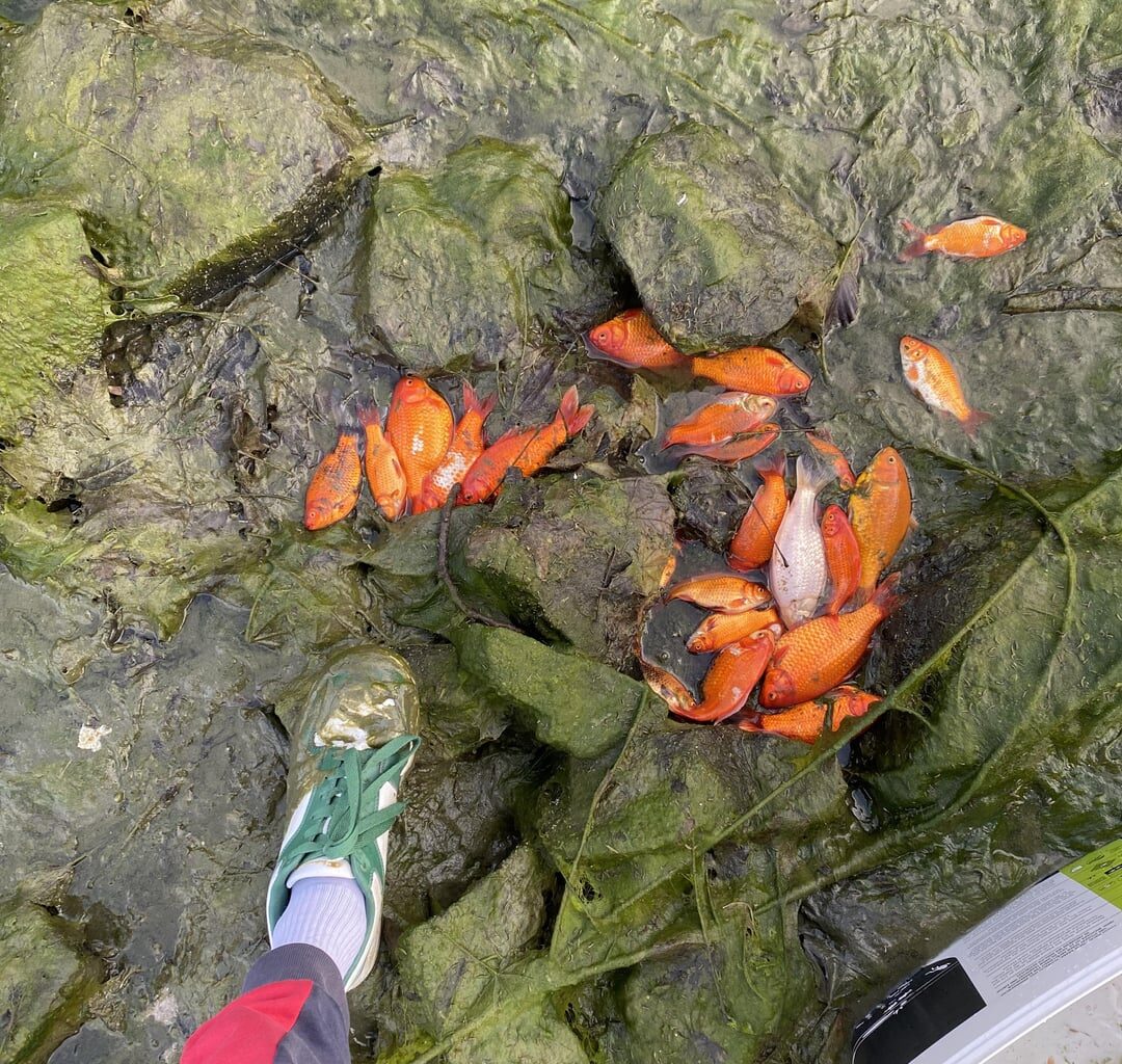 Wenn die Stadt einfach das Wasser im Parkteich ablässt…