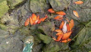 Wenn die Stadt einfach das Wasser im Parkteich ablässt…
