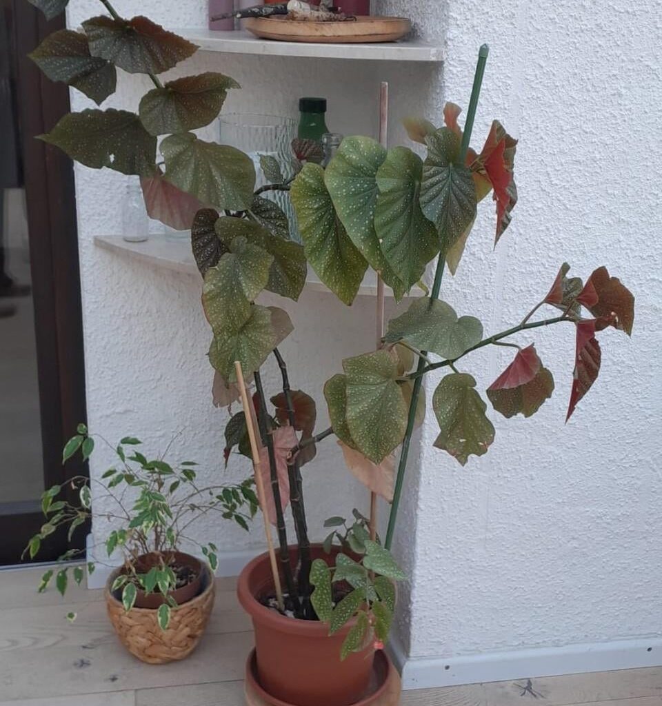 Hilfe mit Begonie