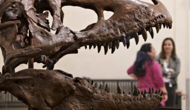 Trump orders removal of ‘improper ideology’ from top US museums | Donald Trump News