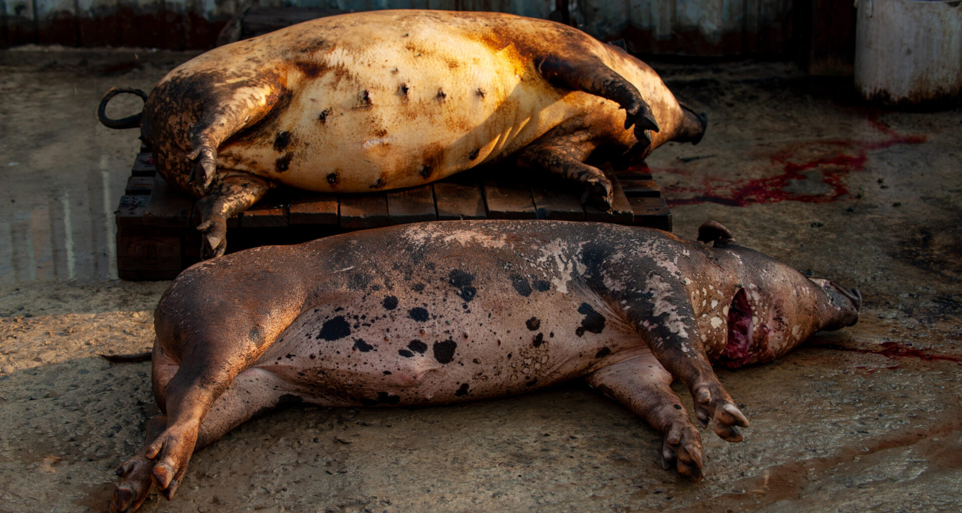 ASF reported on farm with 65,000 pigs in Moldova