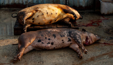 ASF reported on farm with 65,000 pigs in Moldova