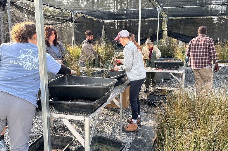 Several people in slightly warm clothes stand at tables under a black canopy and plant tall grasses in bins