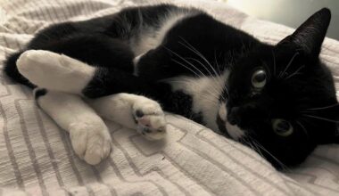 Friday Catblogging - The American Prospect