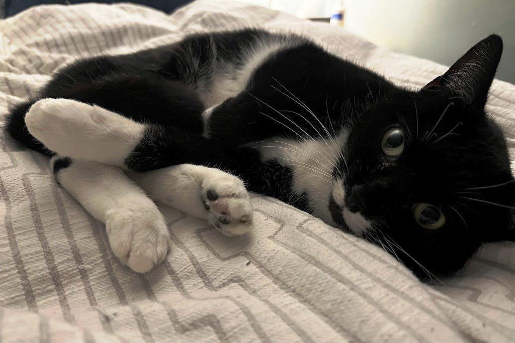 Friday Catblogging - The American Prospect