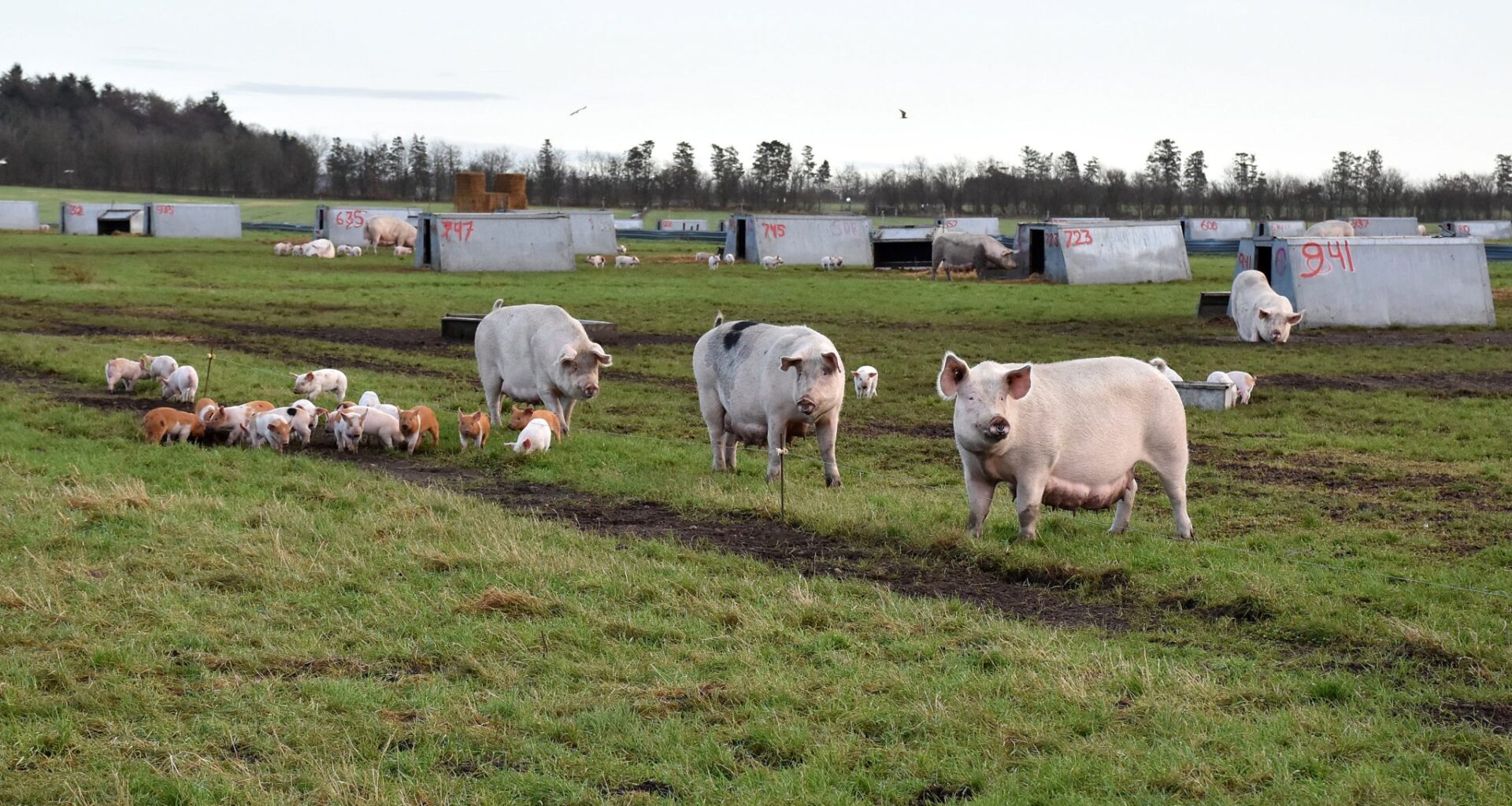 Rearing pigs outdoors with no fear of ASF in Denmark