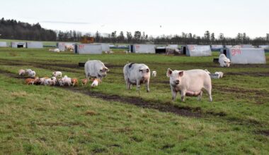 Rearing pigs outdoors with no fear of ASF in Denmark