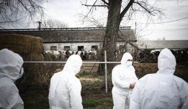 Unfortunate Start for the Livestock Sector: Threat of Foot-and-Mouth Disease Appears