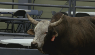 Bulls & Brews returns to the Clay County Fairgrounds